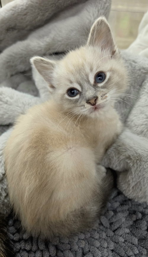 Jackson, a cat for adoption from Itty Bitty Orphan Kitty Rescue