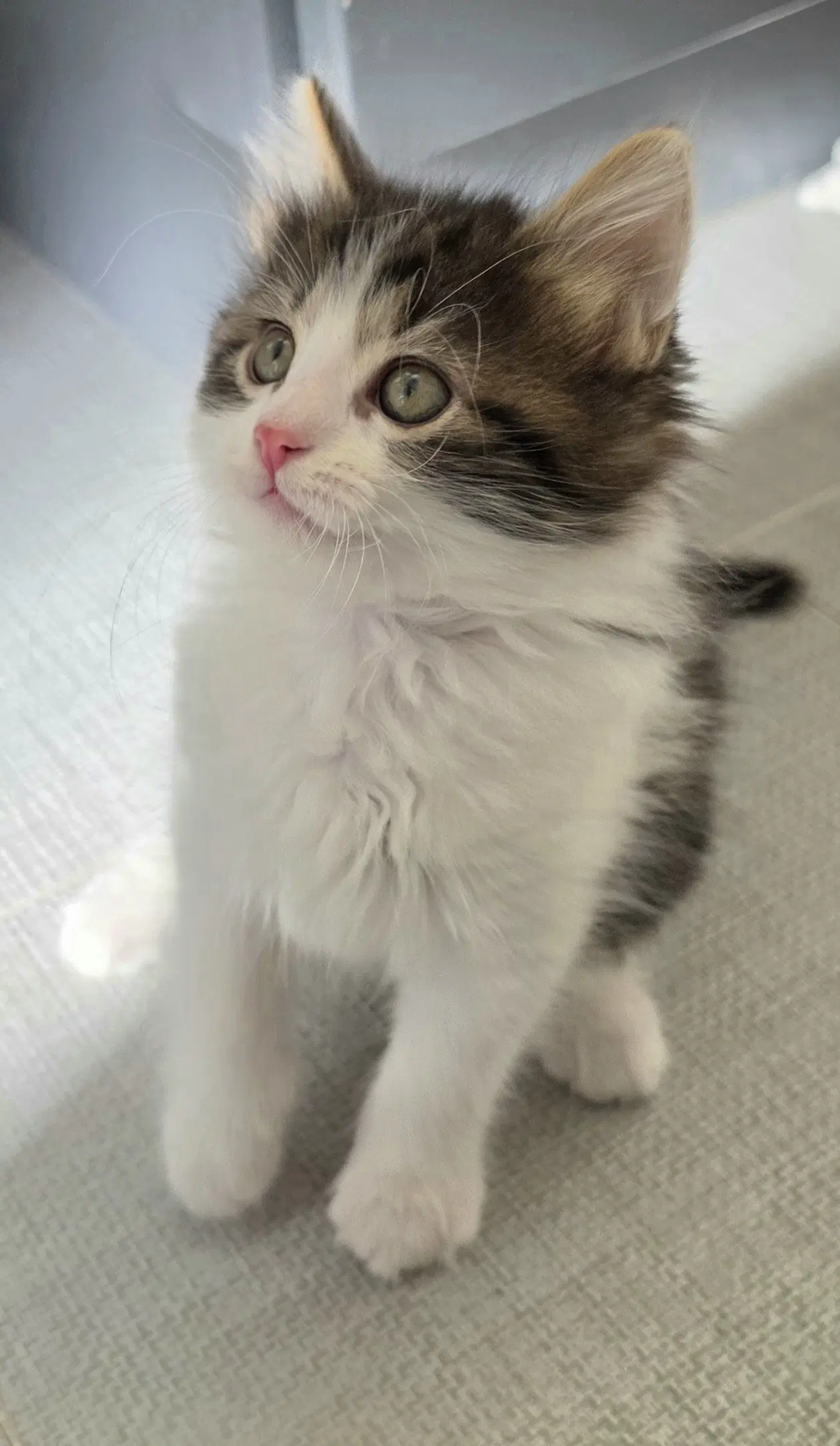 Sophie image 3