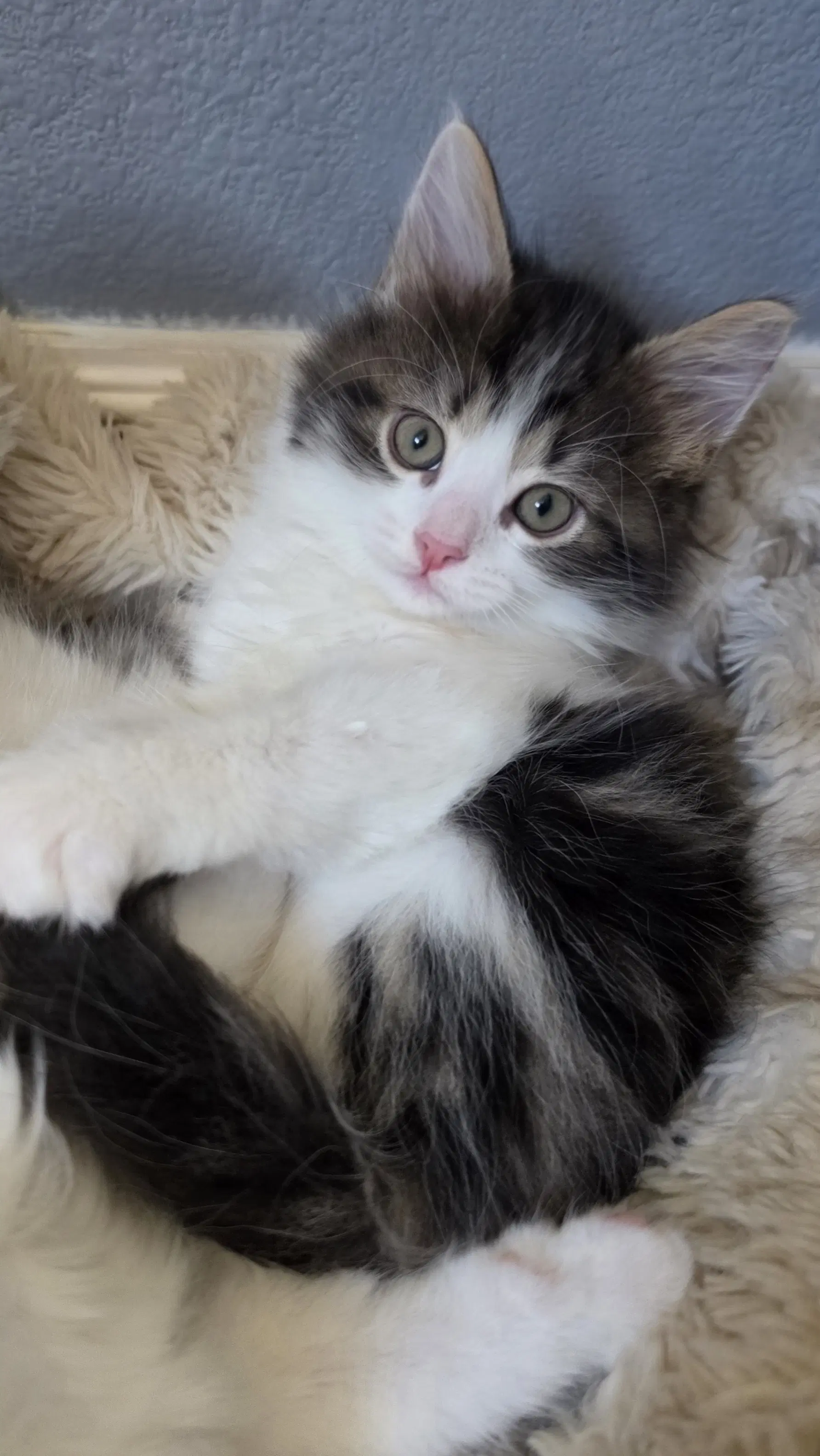 Sophie image 4