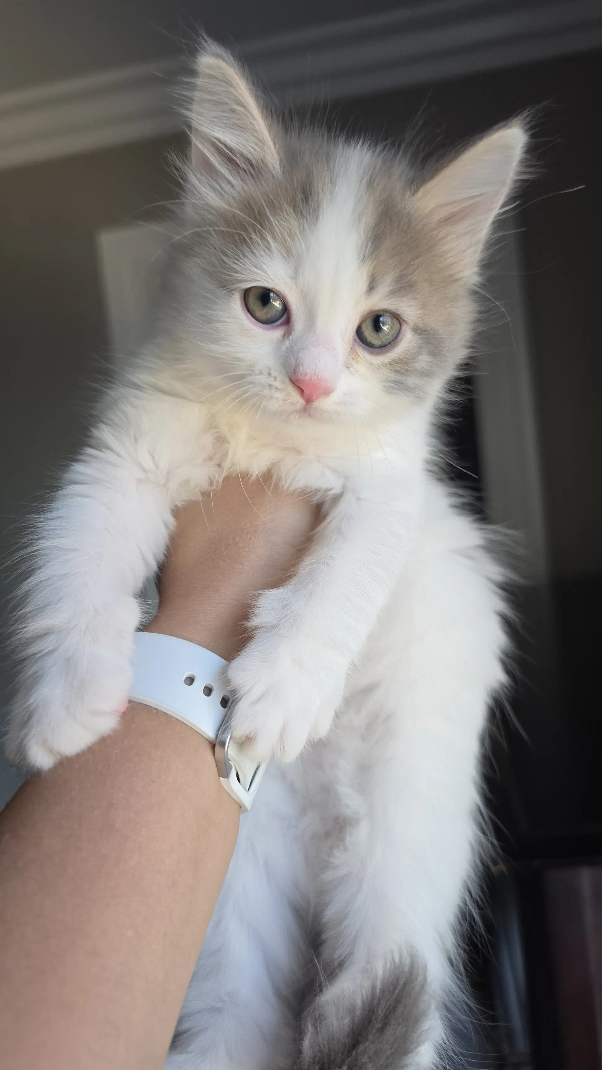 Camille image 2