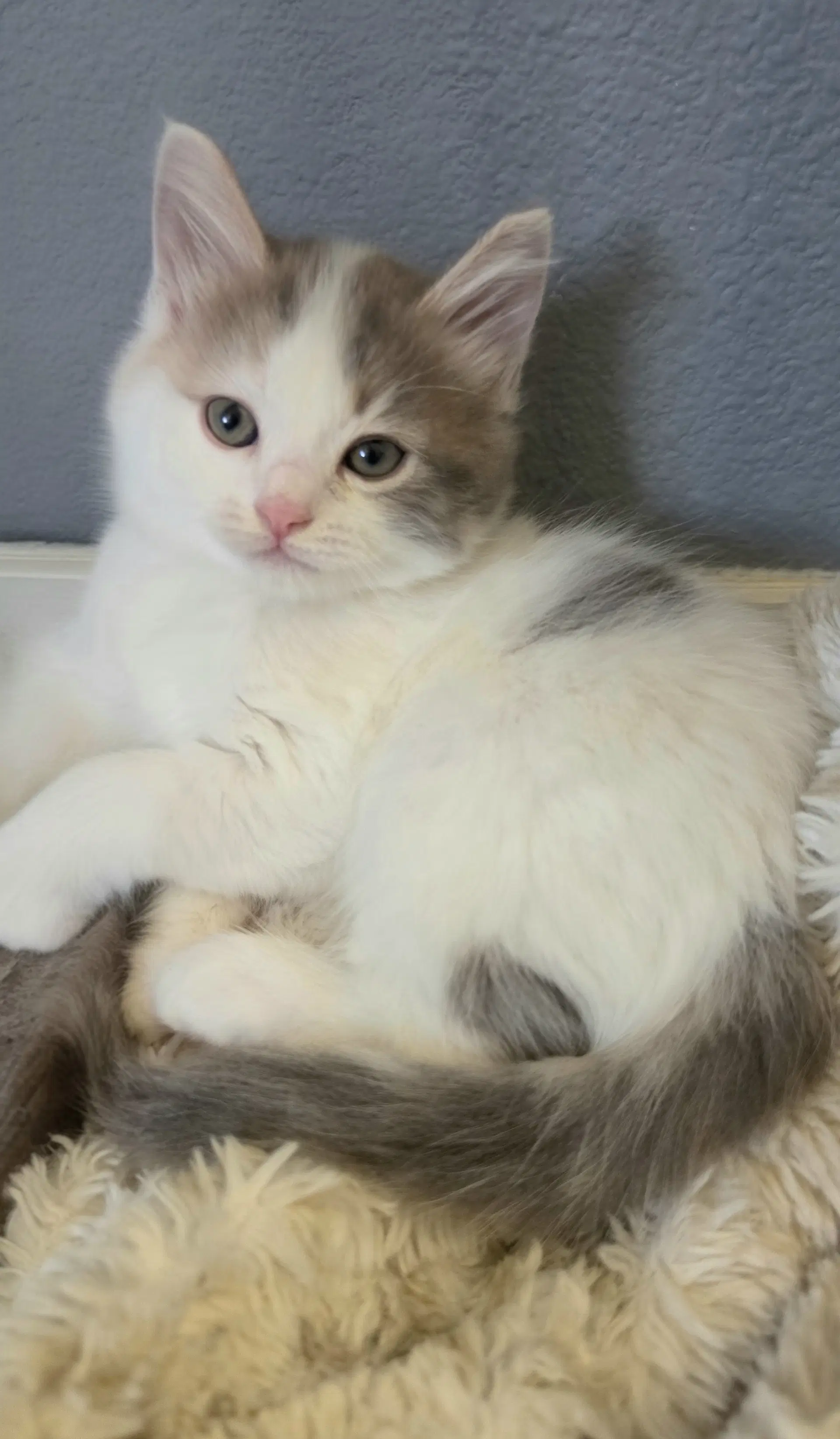 Camille image 4