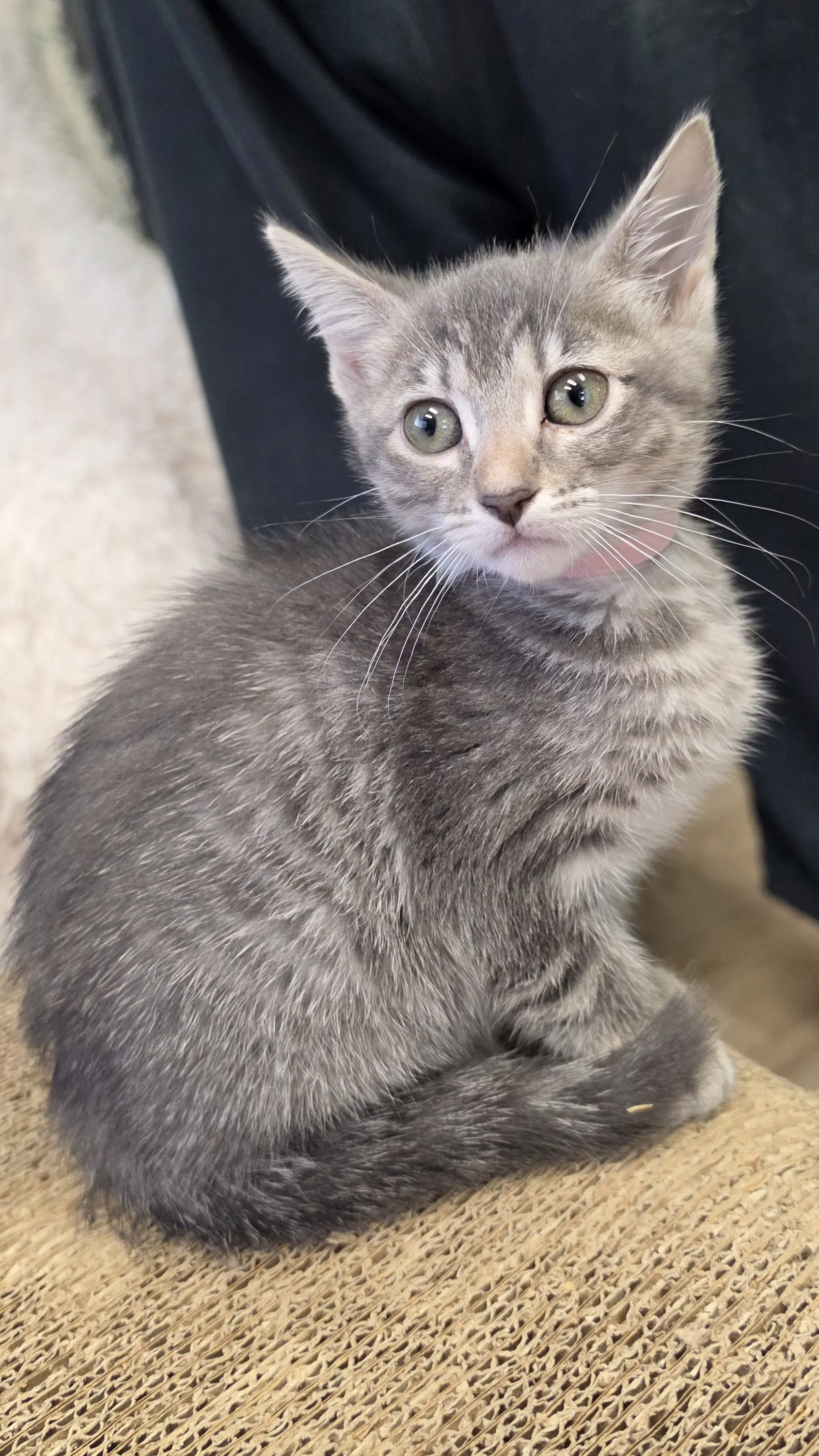 Hannah - Domestic Short Hair