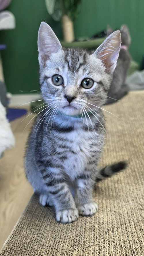 Holden, a cat for adoption from Itty Bitty Orphan Kitty Rescue