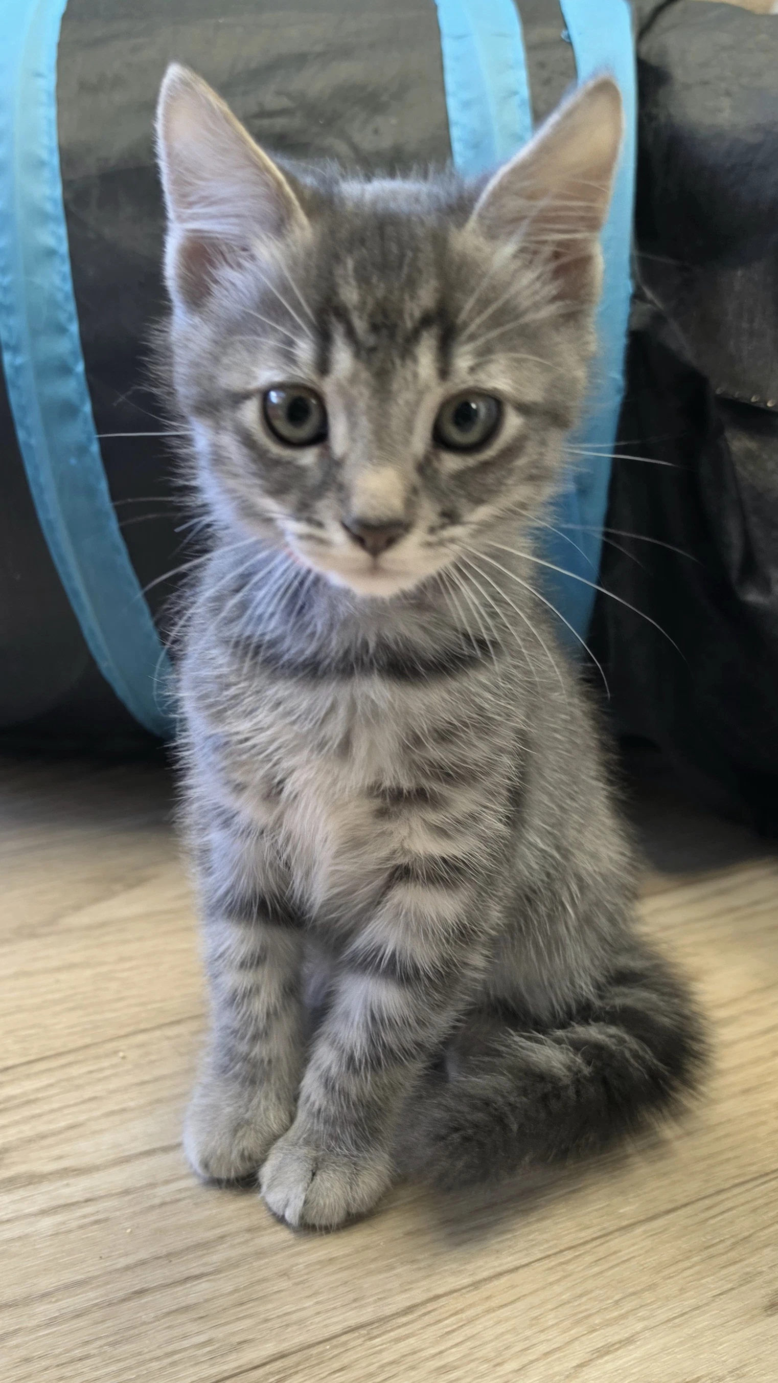 Hayden