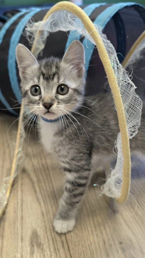 Harper, a cat for adoption from Itty Bitty Orphan Kitty Rescue
