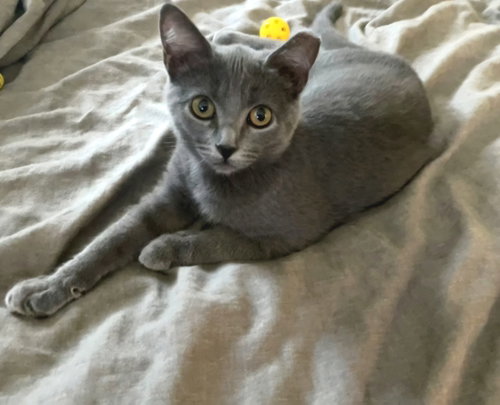 Olive, a cat for adoption from Itty Bitty Orphan Kitty Rescue
