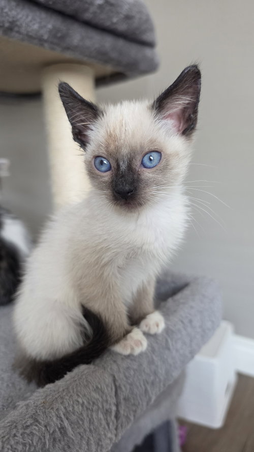 Enya, a cat for adoption from Itty Bitty Orphan Kitty Rescue