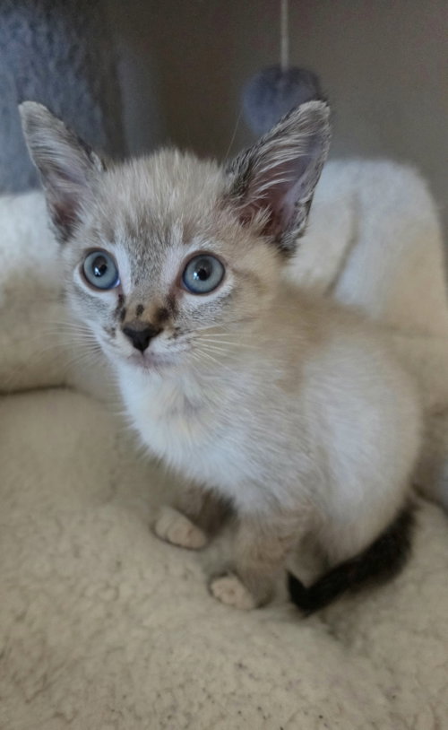 Eloise, a cat for adoption from Itty Bitty Orphan Kitty Rescue