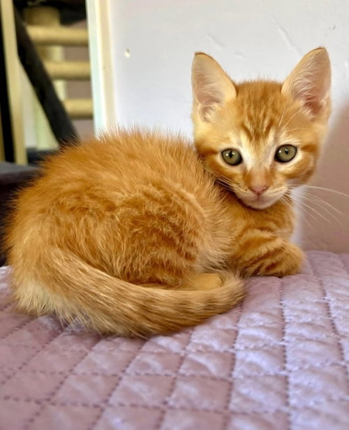 Lucien, a cat for adoption from Itty Bitty Orphan Kitty Rescue