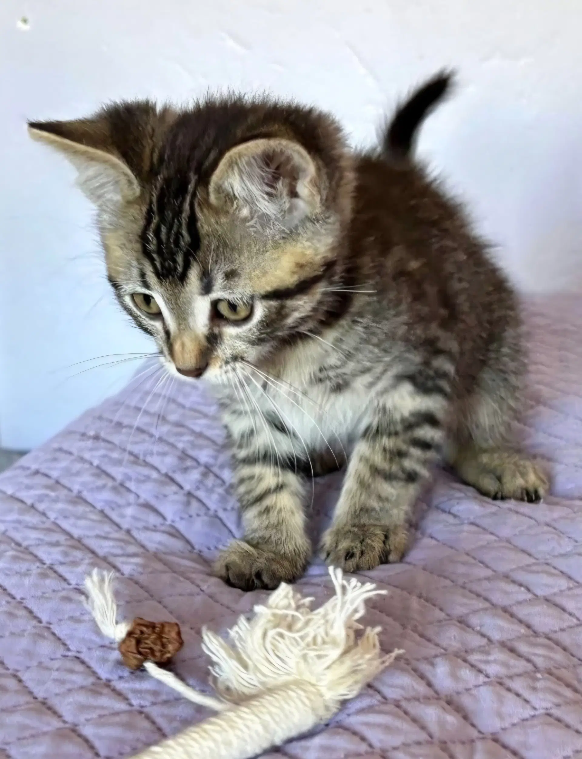 Damien - Tabby