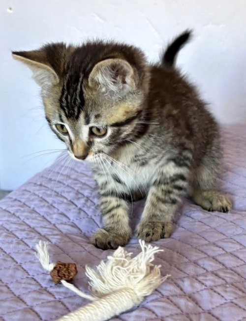 Damien, a cat for adoption from Itty Bitty Orphan Kitty Rescue