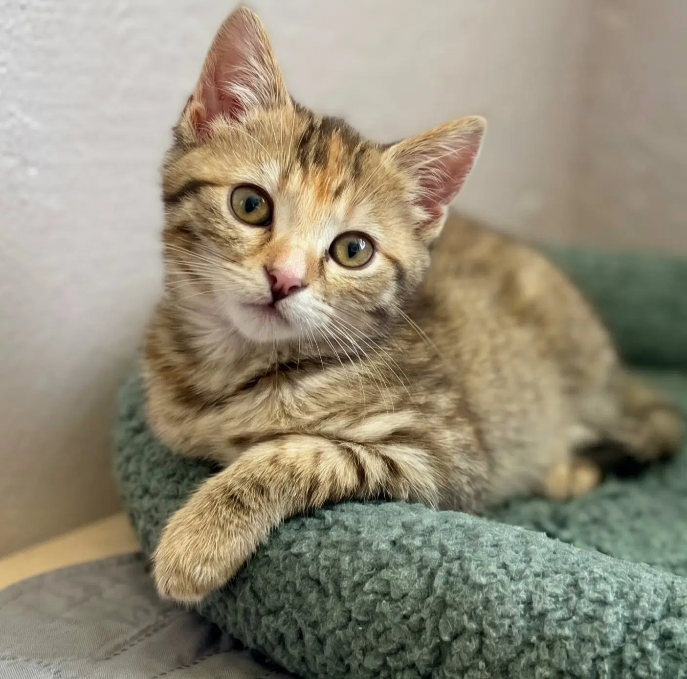 Elora - Torbie