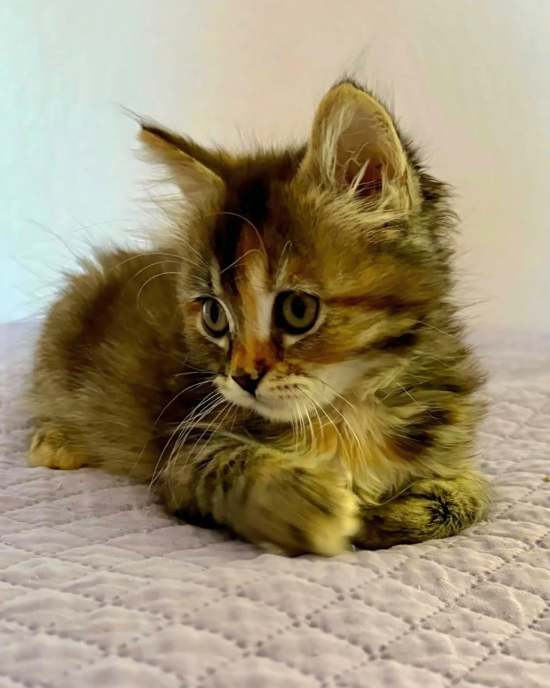 Evelyn - Torbie