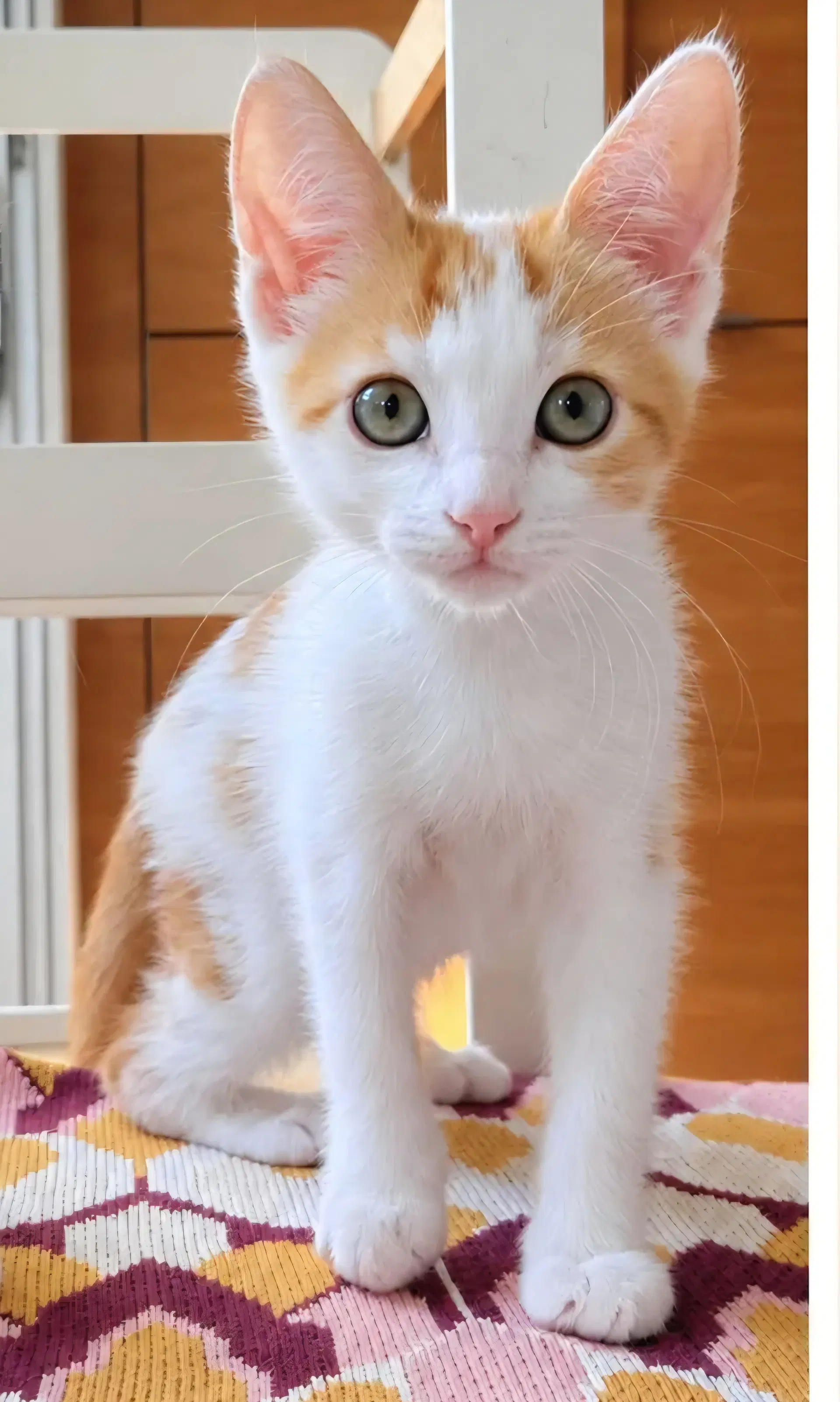 Patches - Tabby
