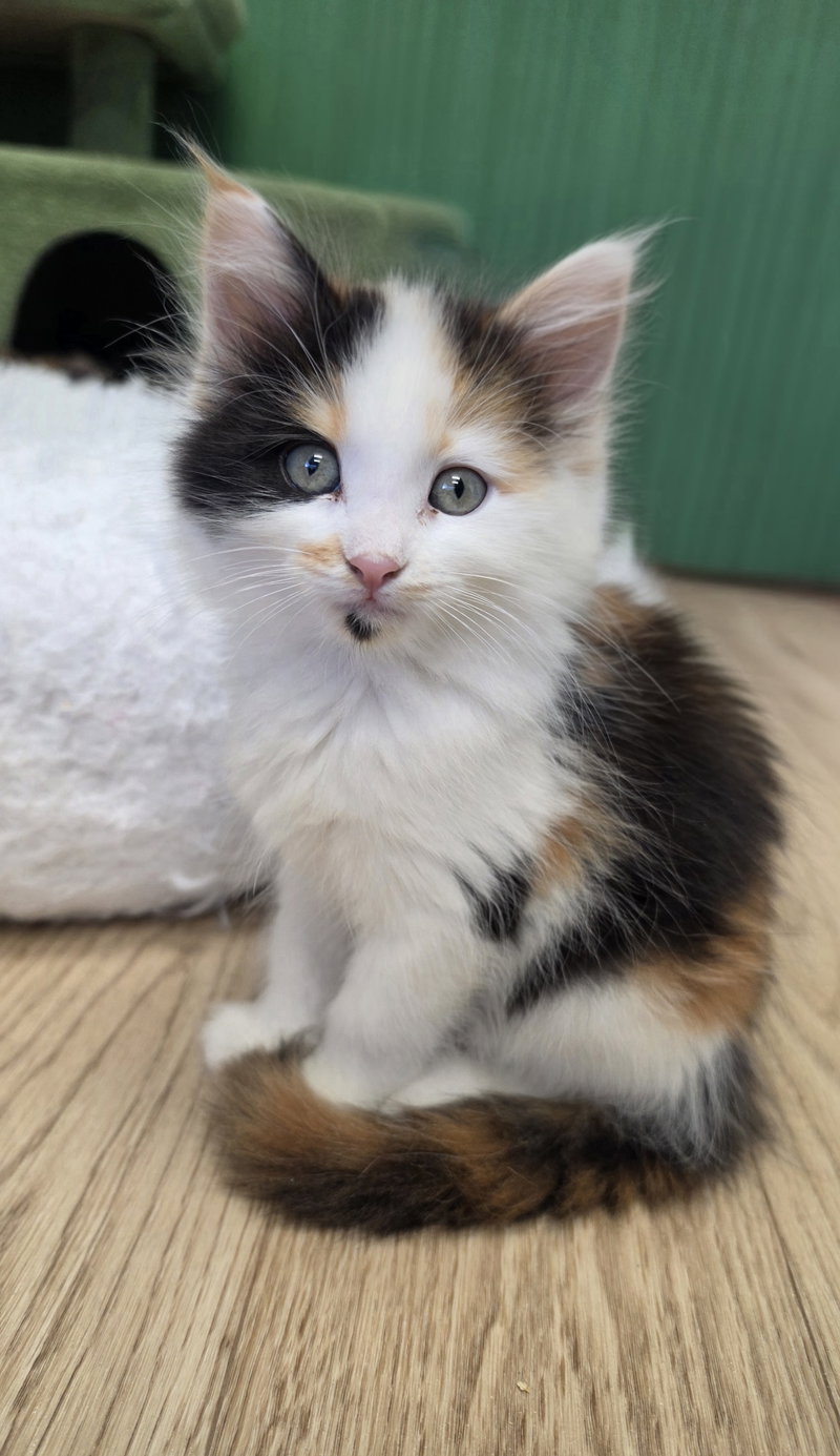Laffy, a female Calico kitten up for adoption