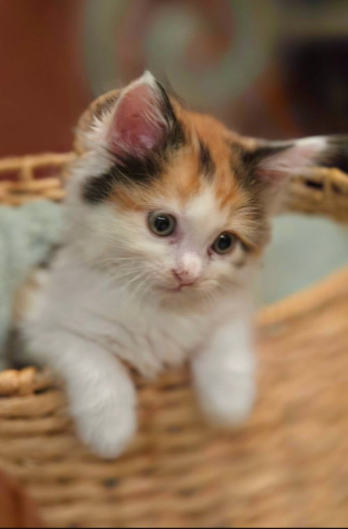 Taffy, a cat for adoption from Itty Bitty Orphan Kitty Rescue