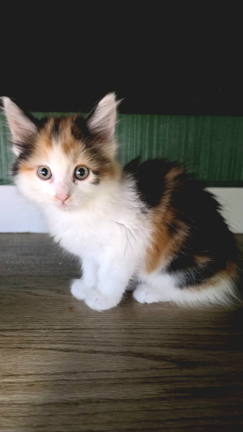 Taffy, photo 3