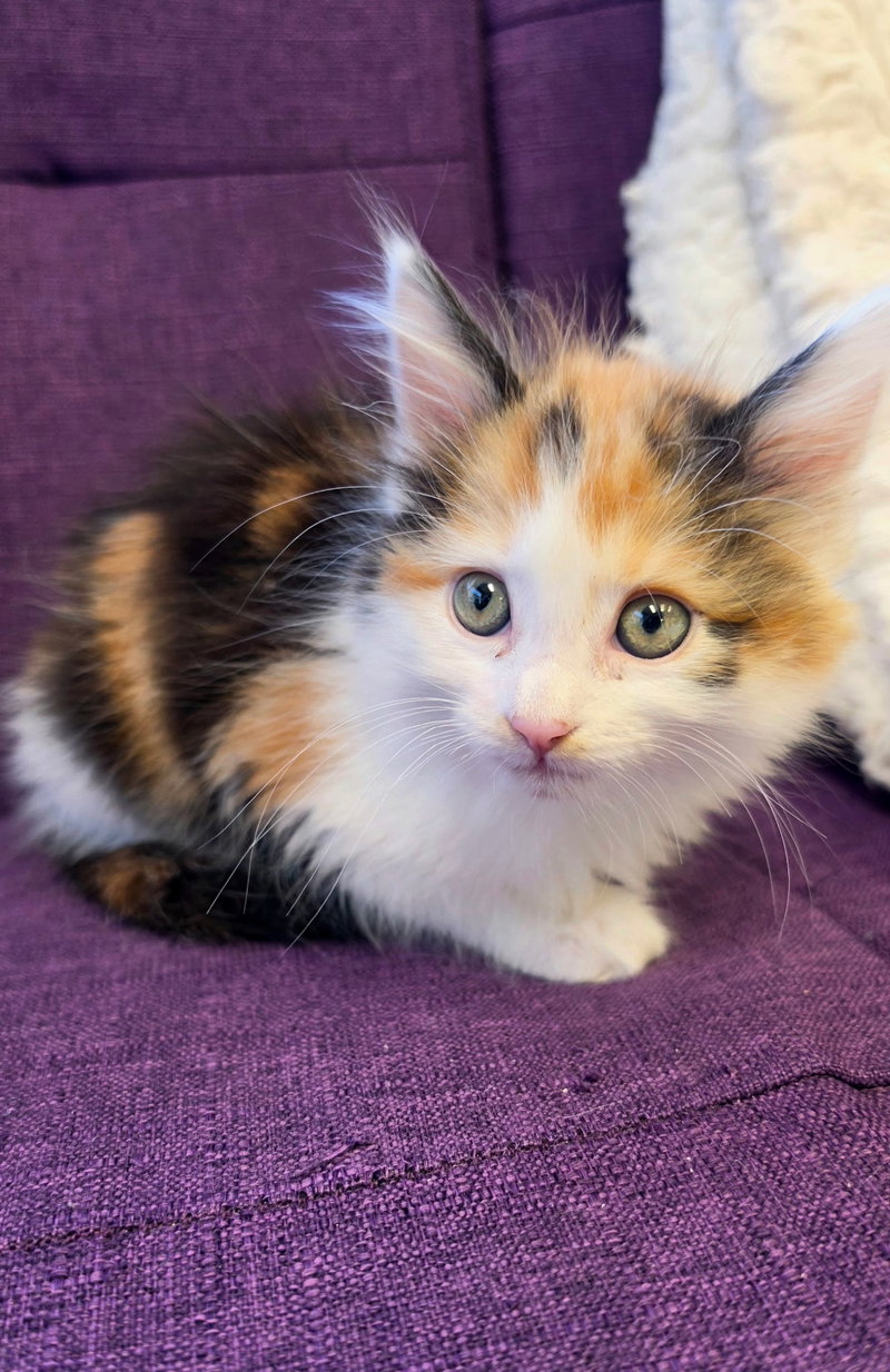 Taffy, photo 2