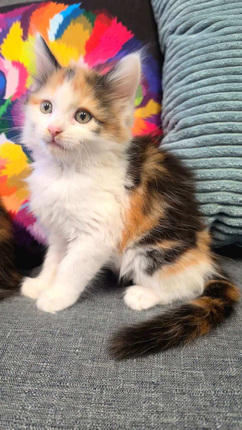 Taffy, a female Calico kitten up for adoption