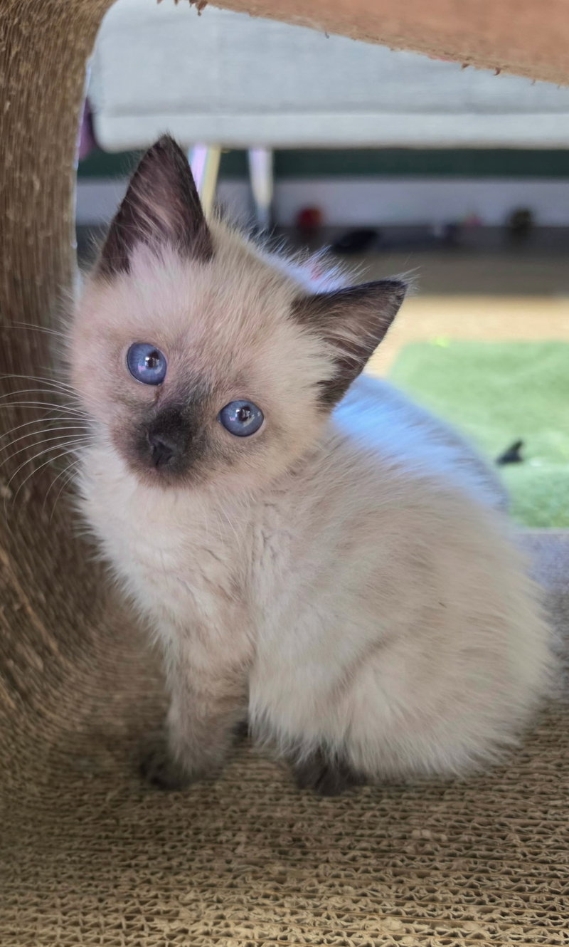 Taylor, a female Siamese kitten up for adoption