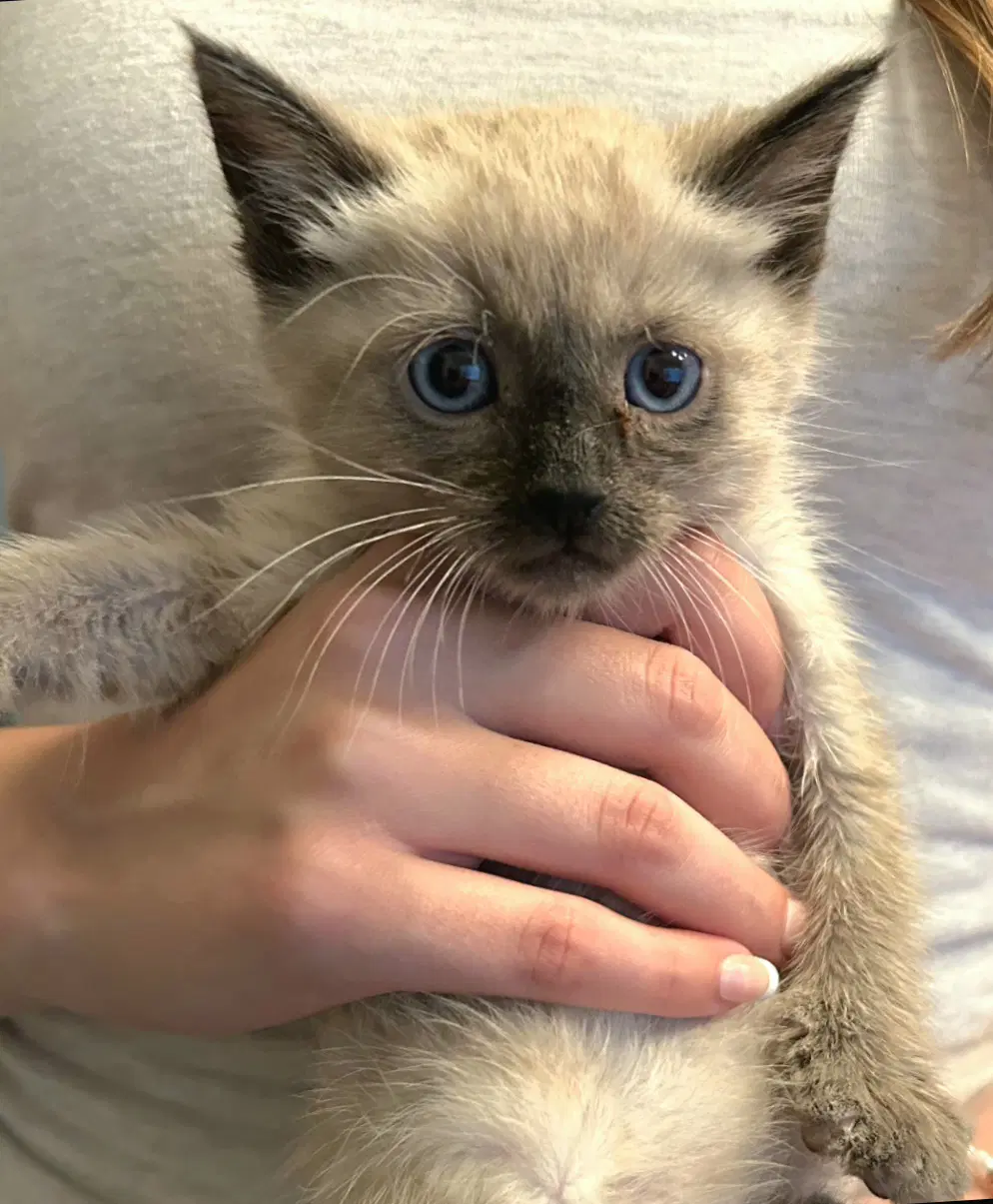 Gable - Siamese