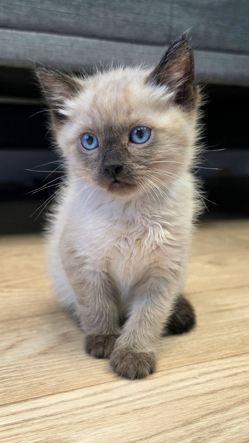 Gable, a male Siamese kitten up for adoption