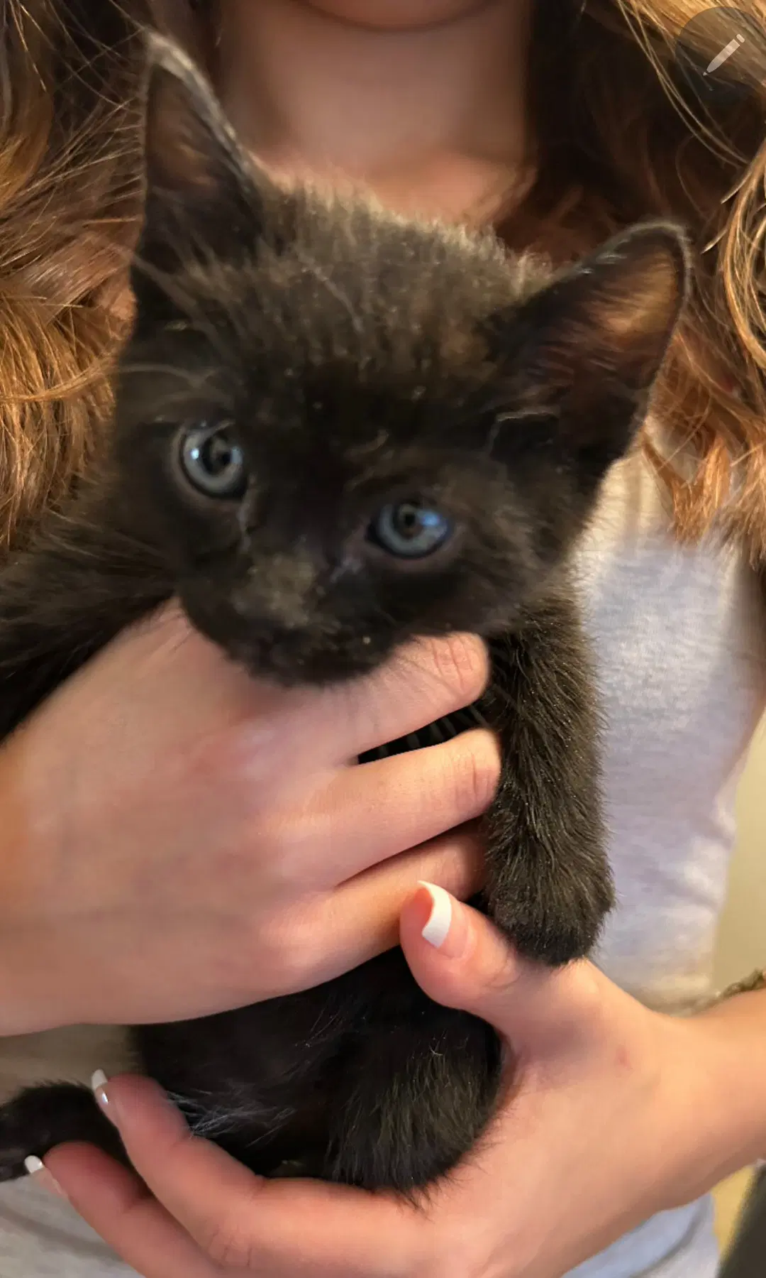 Brando - Domestic Short Hair