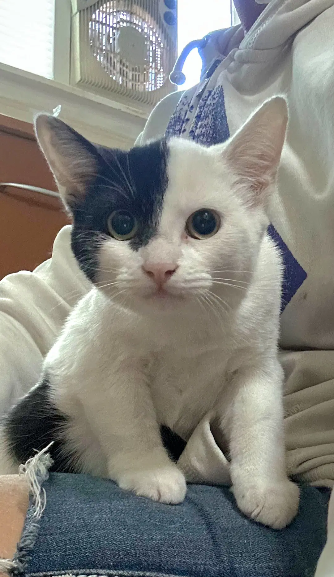 Hapa - Domestic Short Hair