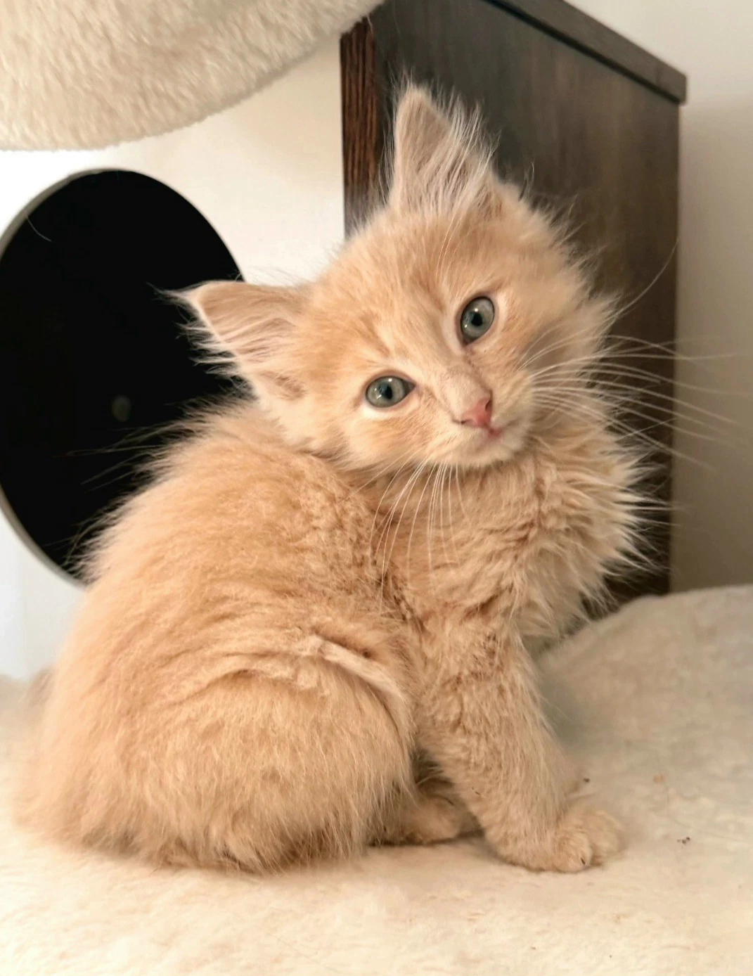 Biscuit