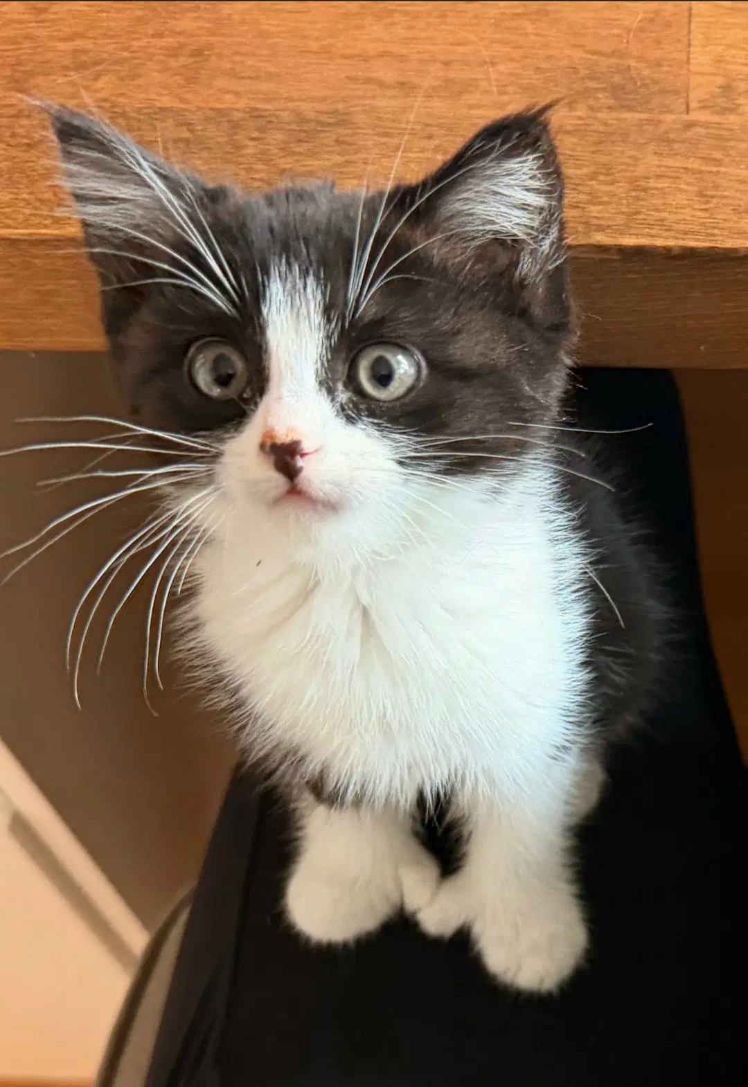 Mittens - Extra-Toes Cat (Hemingway Polydactyl)