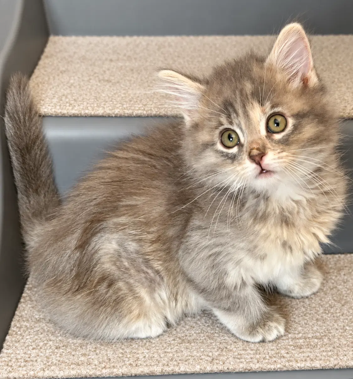 Astra - Domestic Medium Hair
