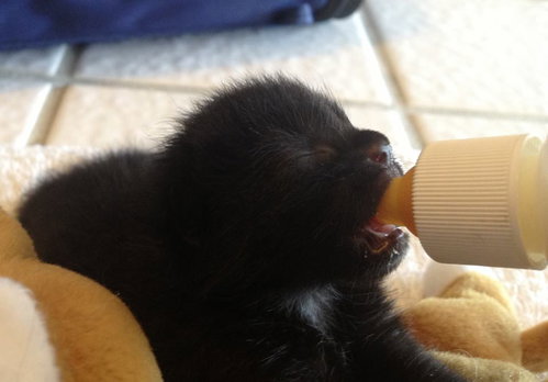 Photo 2 of Kittens!!!!