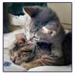 Photo 4 of Kittens!!!!