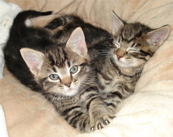 Photo 3 of Kittens!!!!
