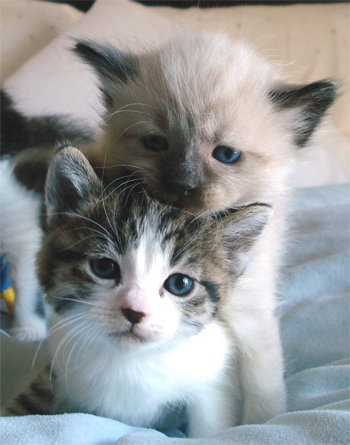 Kittens!!!!