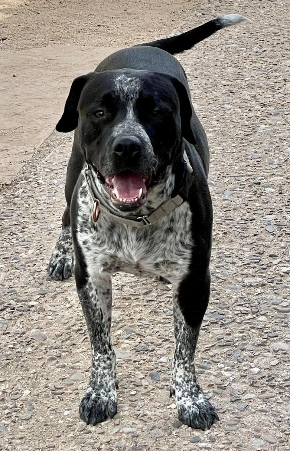 adoptable Dog in Tucson, AZ named James