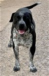 adoptable Dog in tucson, az, AZ named James