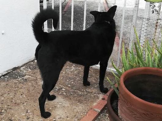 adoptable Dog in Tucson, AZ named Gunther