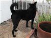 adoptable Dog in tucson, az, AZ named Gunther