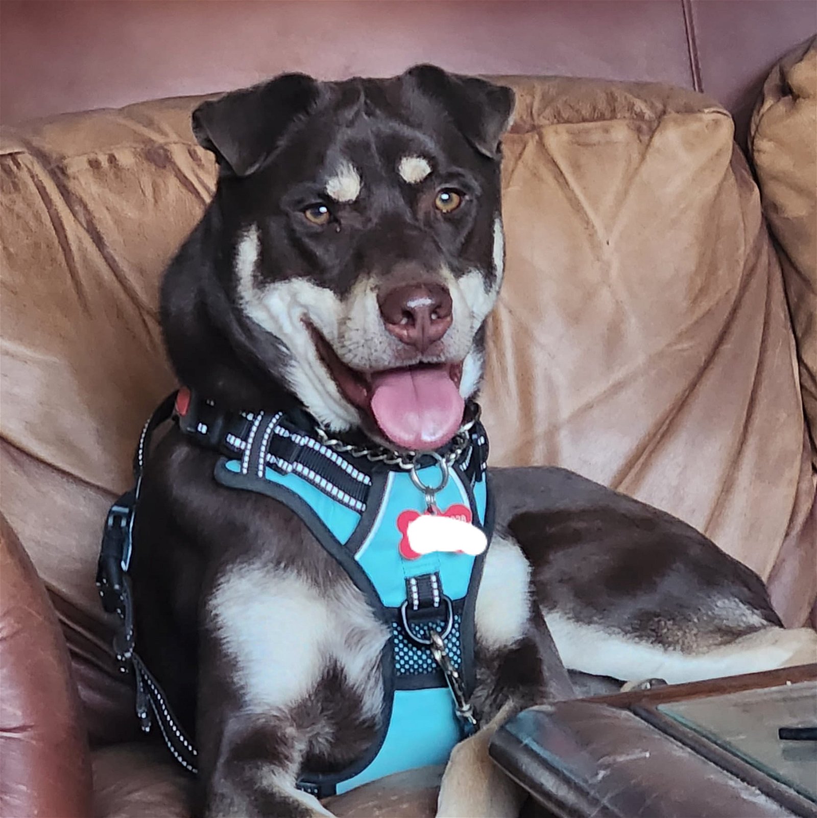 adoptable Dog in Tucson, AZ named Ezee