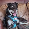 adoptable Dog in tucson, az, AZ named Ezee