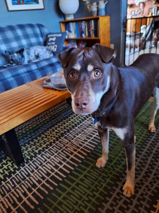 adoptable Dog in Tucson, AZ named Ezee