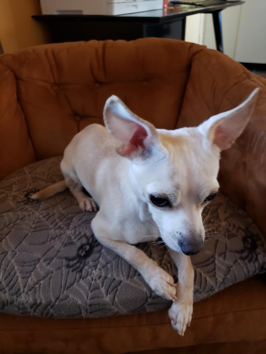 Dog adoption in Tucson, AZ: Chihuahua (short coat) Dog 