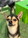 adoptable Dog in tucson, AZ named Nacho