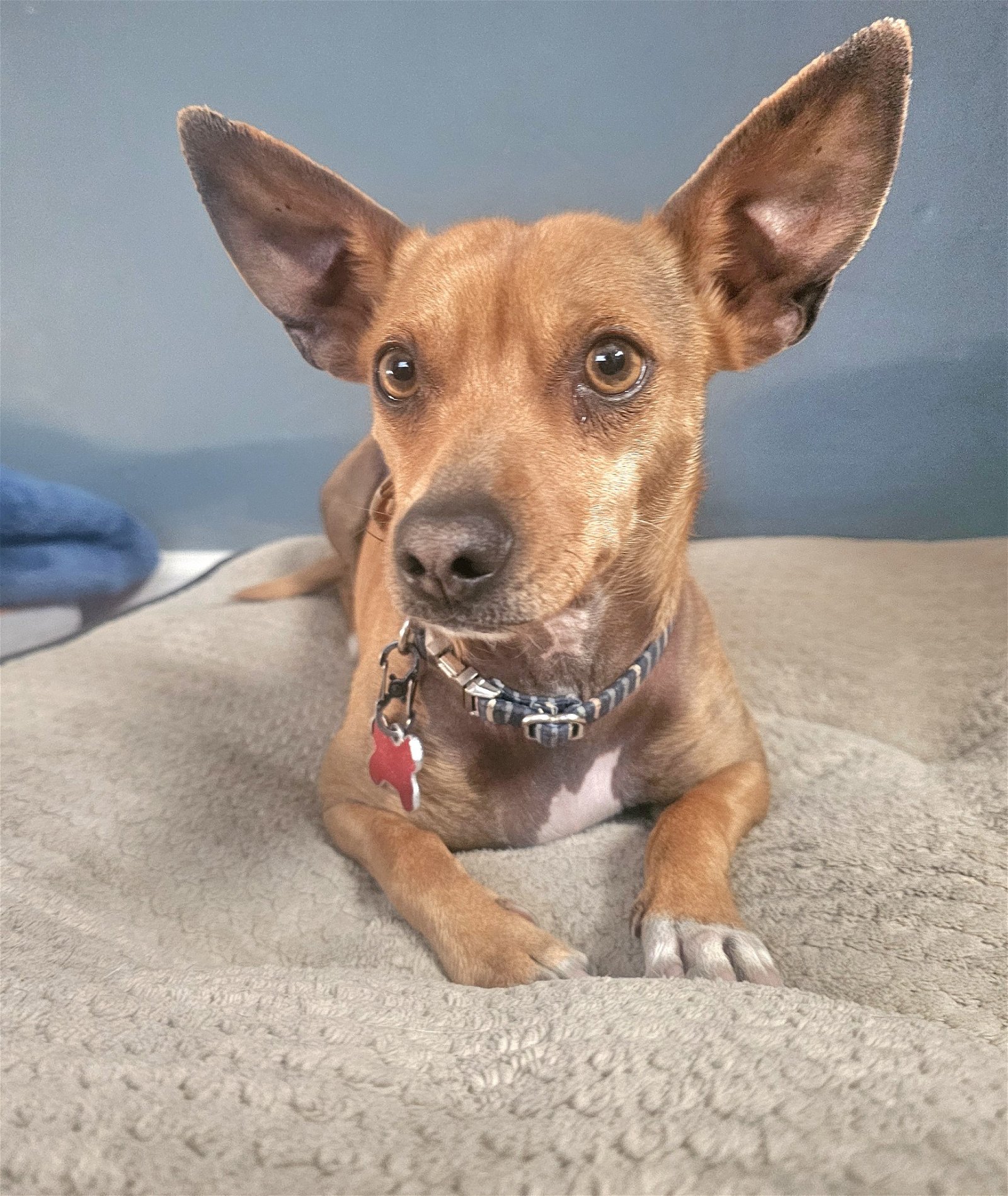adoptable Dog in Tucson, AZ named Marty G