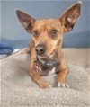 adoptable Dog in tucson, AZ named Marty G