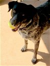 adoptable Dog in tucson, AZ named Lyric