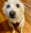 adoptable Dog in tucson, AZ named Wyatt