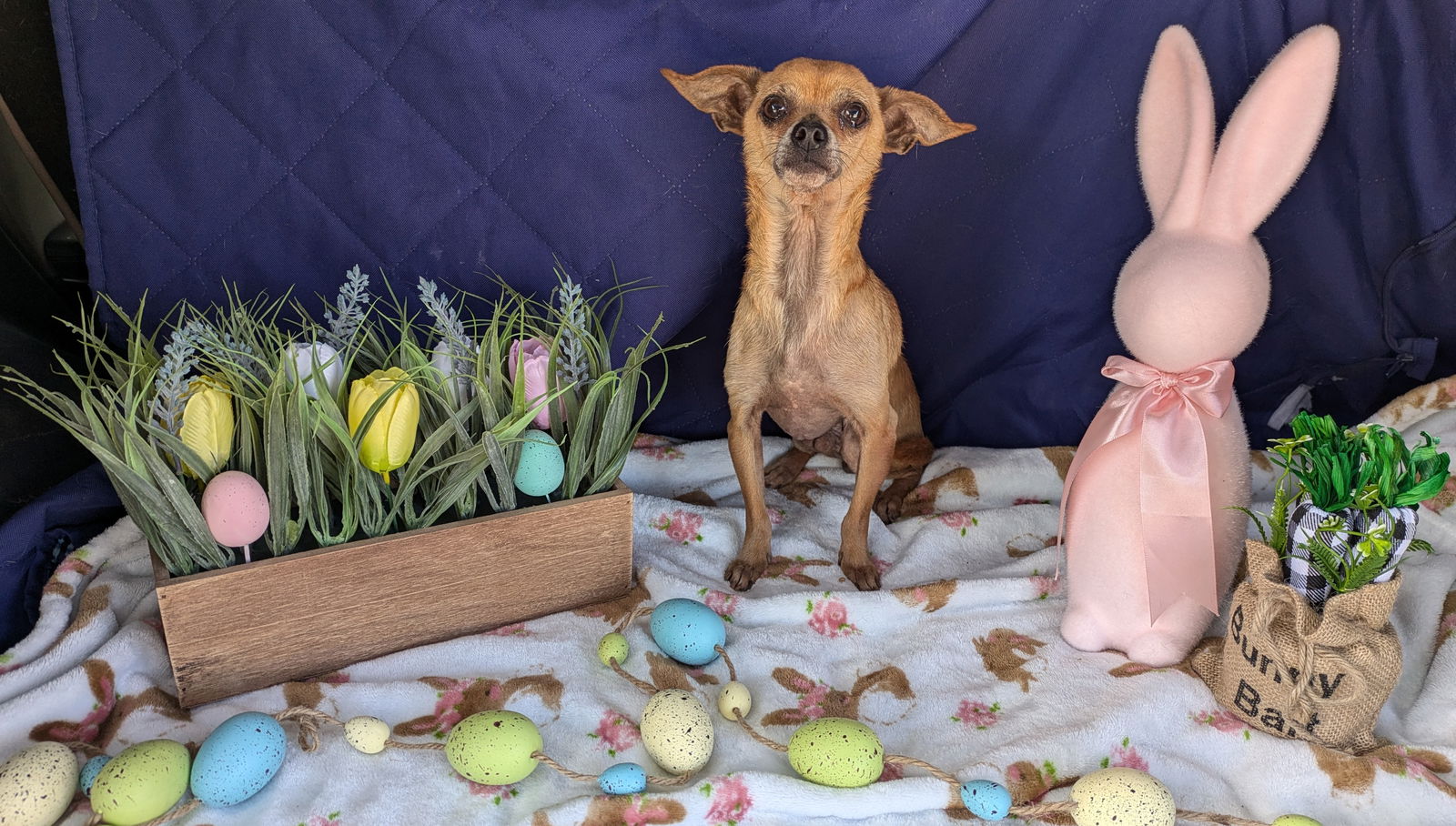 adoptable Dog in Tucson, AZ named Poppy