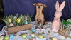 adoptable Dog in  named Poppy
